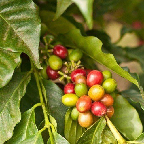 Saborizante Concentrado Cefé Kona de Flavor Apprentice